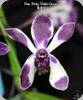 Vanda Pinky Violet Queen